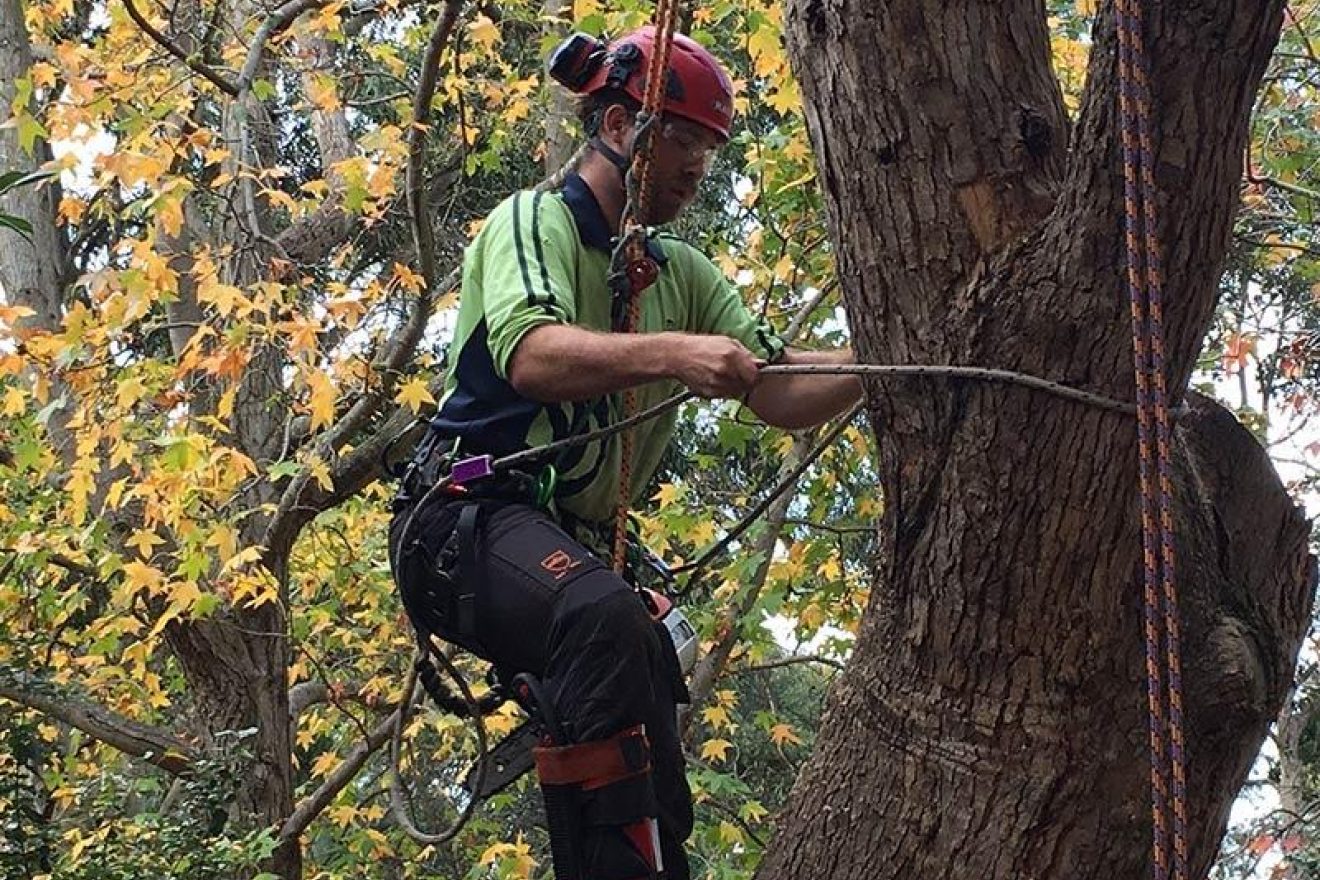 Arborists 'branch out' at the cemetery