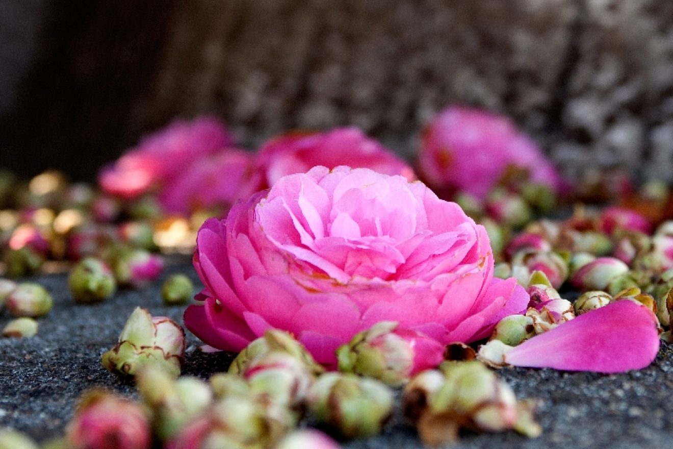 Cheltenham Station Level Crossing Removal Project works - flower on grave image