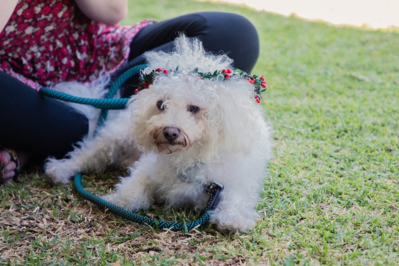 Community at the Christmas Carols on the Lawn event