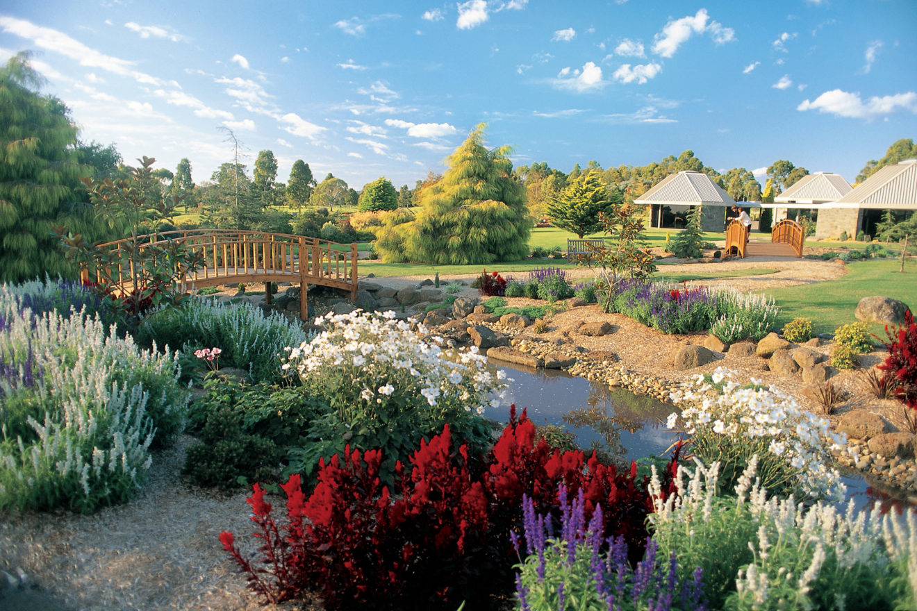 A photograph of flowers in full bloom at the Garden of No Distant Place at Springvale Botanical Cemetery