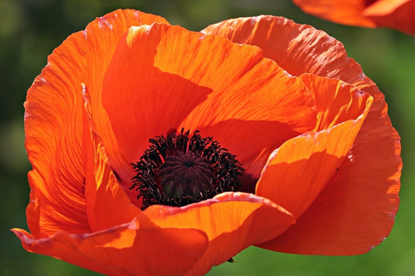 Orange poppy