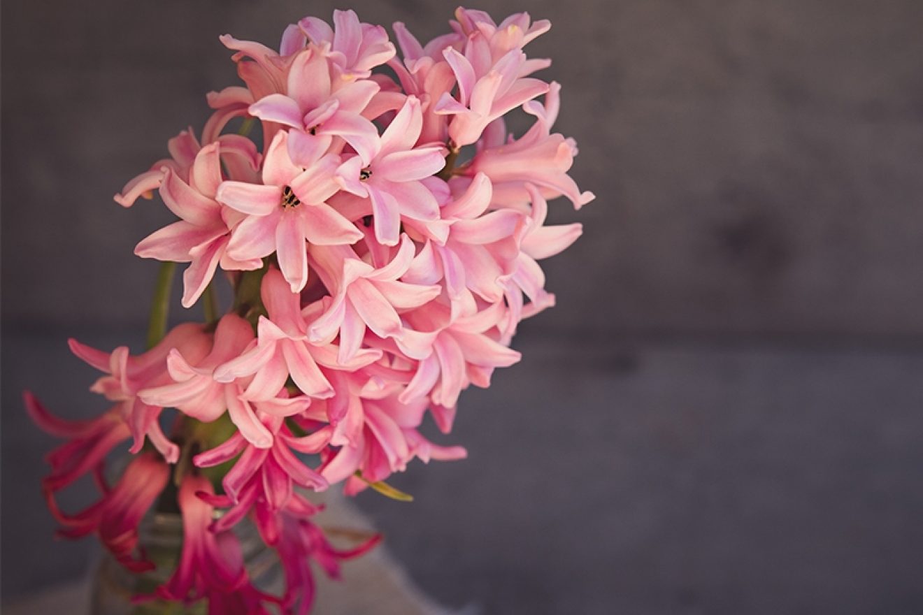 Pink Hyacinth