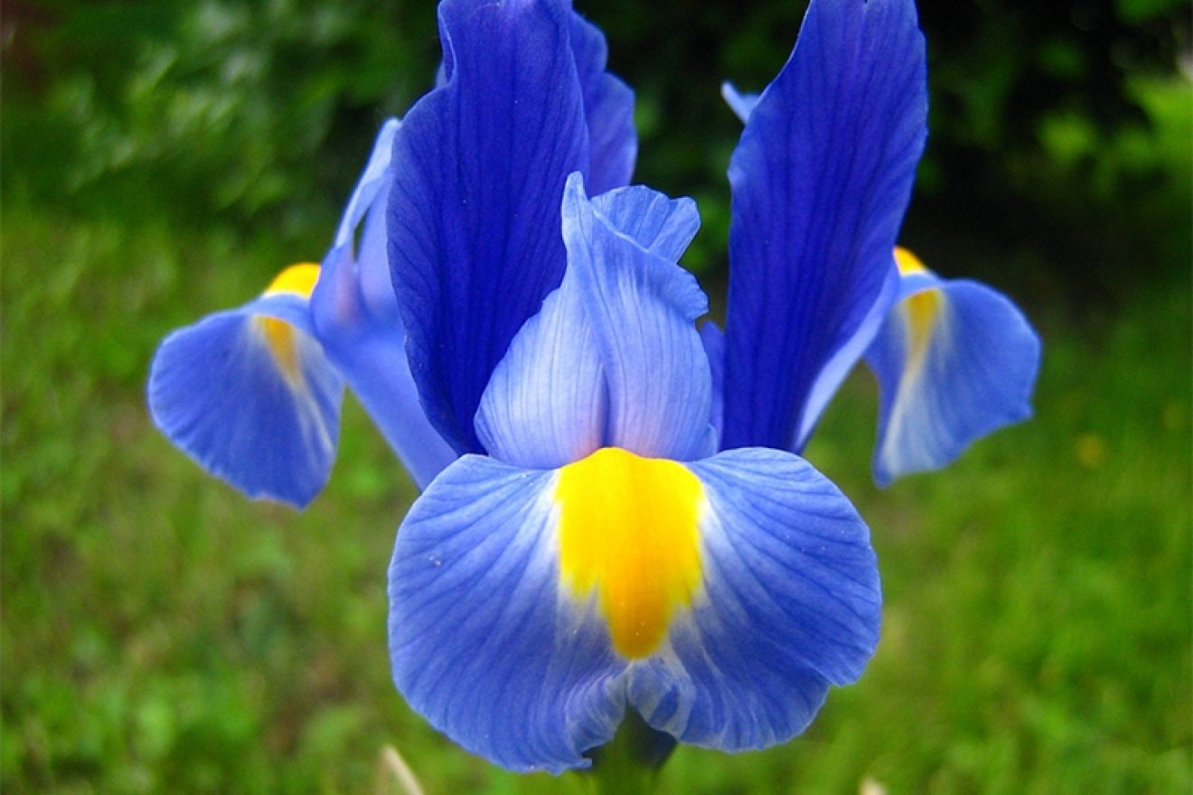 Blue Iris