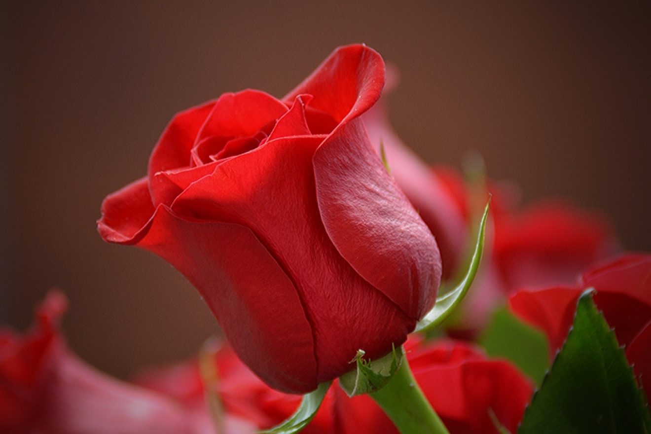Red Rose