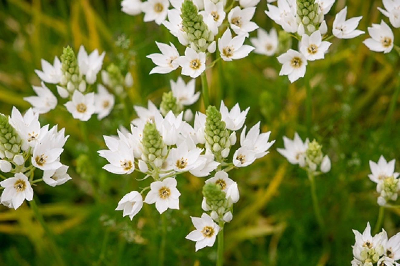 Flowers in a field