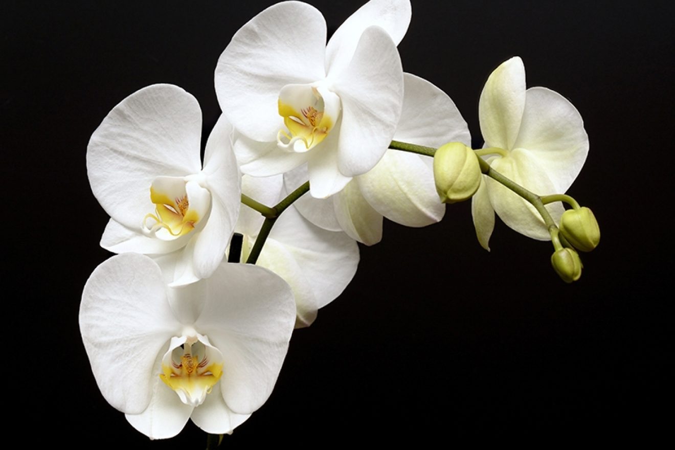 White Orchid