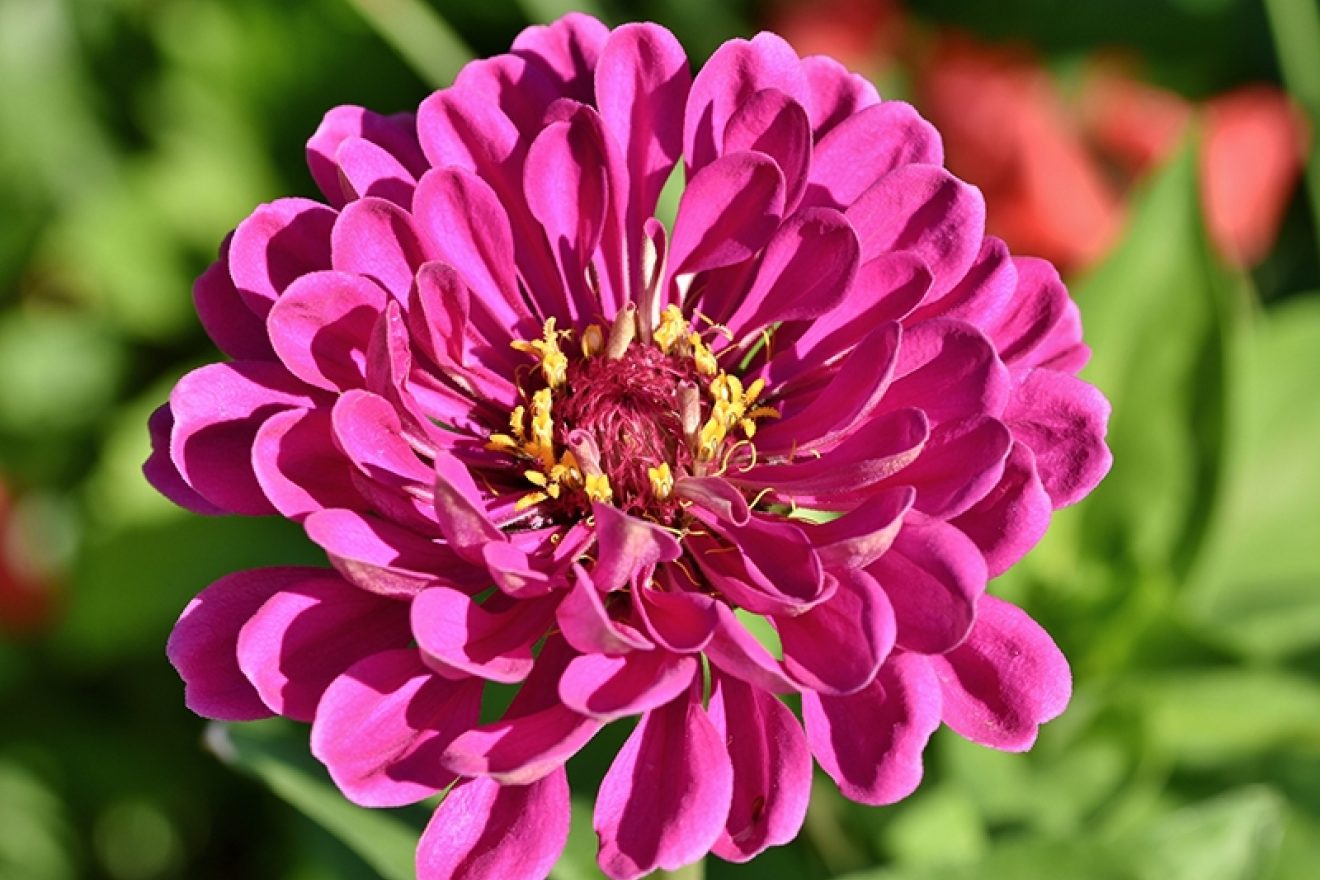 Zinnia Magenta