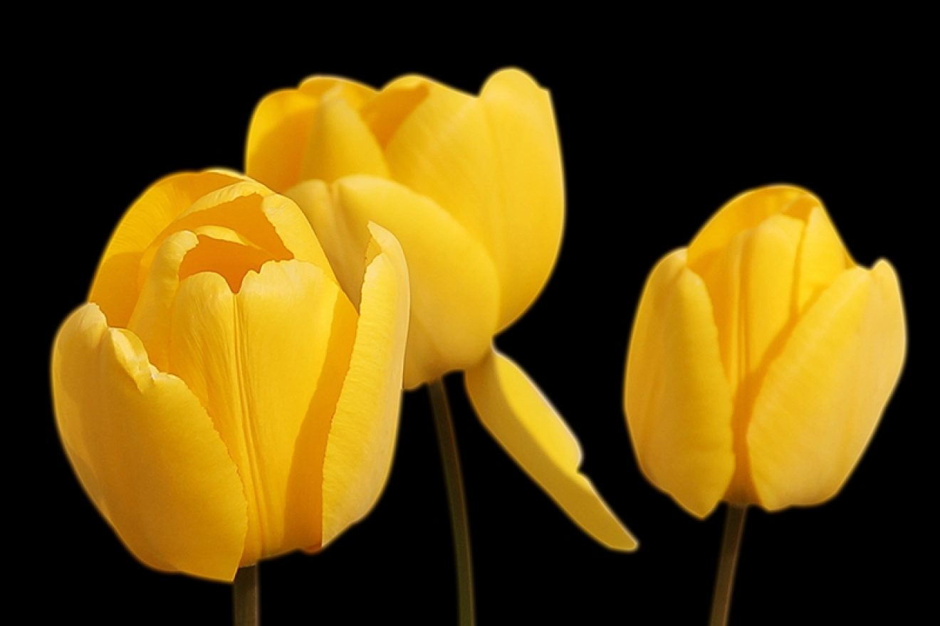 Yellow Tulips
