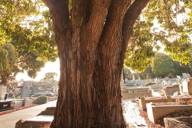 Cheltenham Pioneer Cemetery Burial