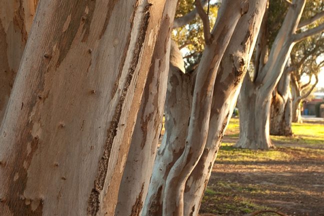 Dandenong Community Cemetery