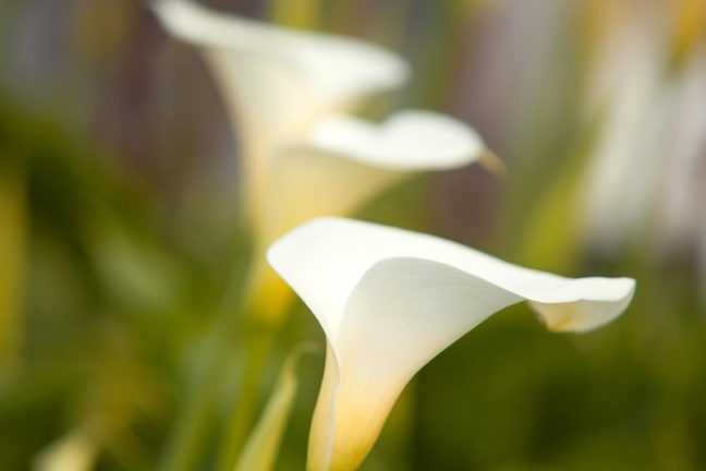 Dandenong Community Cemetery gardens