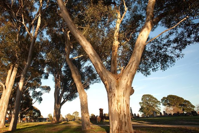 About Dandenong Community Cemetery Location