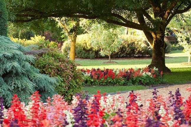Colourful flowers blooming among lush green trees