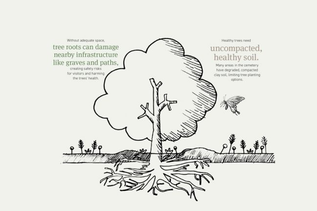 Tree infographic image