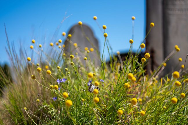 Project Cultivate native planting