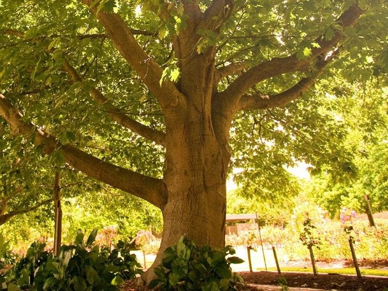 The Robina, Oaks and Birches burial area at Springvale Botanical Cemetery
