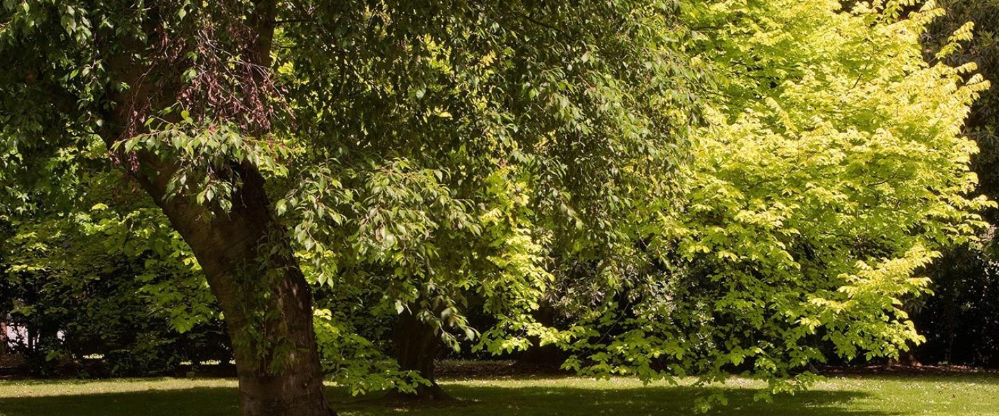 The Robina, Oaks and Birches Extension