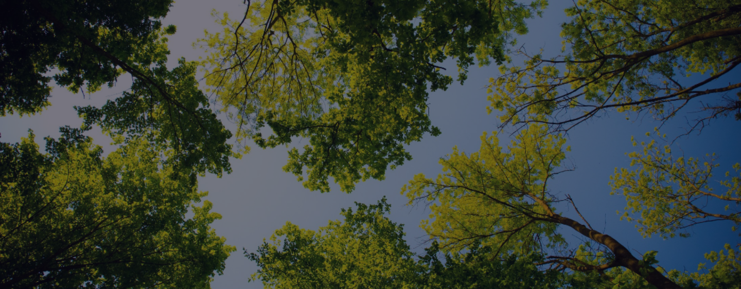 A photograph of the green leaves of trees against a blue sky, taken from directly underneath