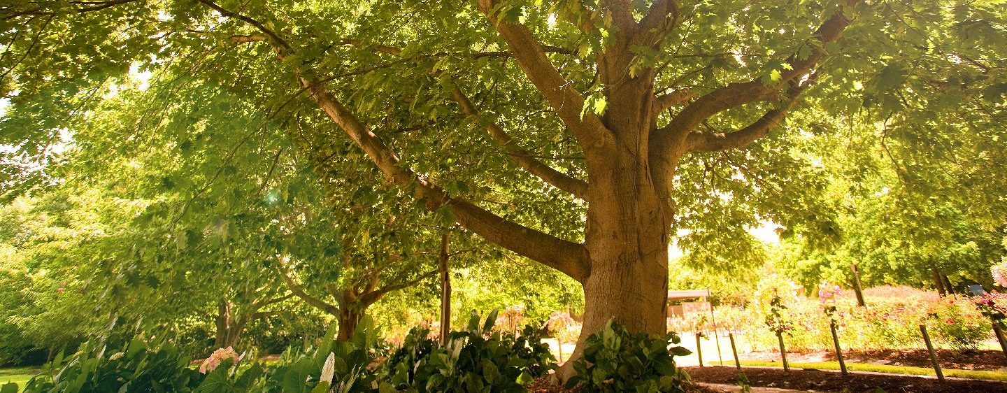 Springvale Botanical Cemetery