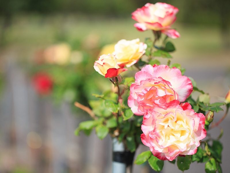 Blooming Rose - Springvale Botanical Cemetery