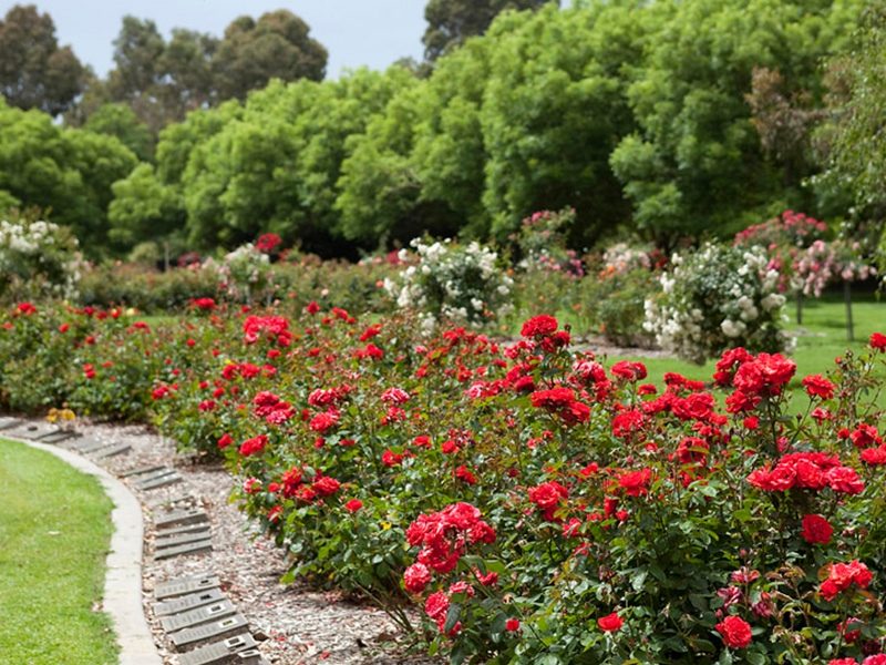 Rose Position - Springvale Botanical Cemetery
