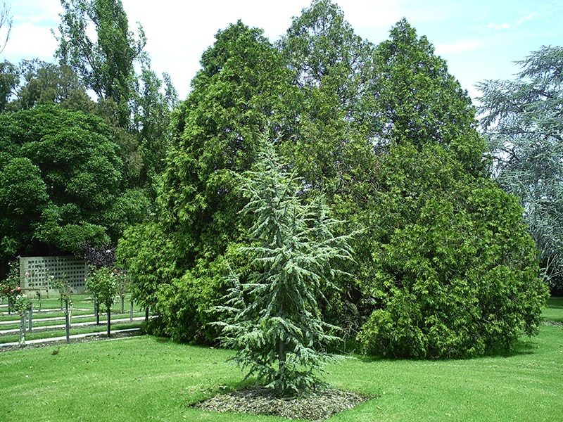 Tree Positions - Springvale Botanical Cemetery