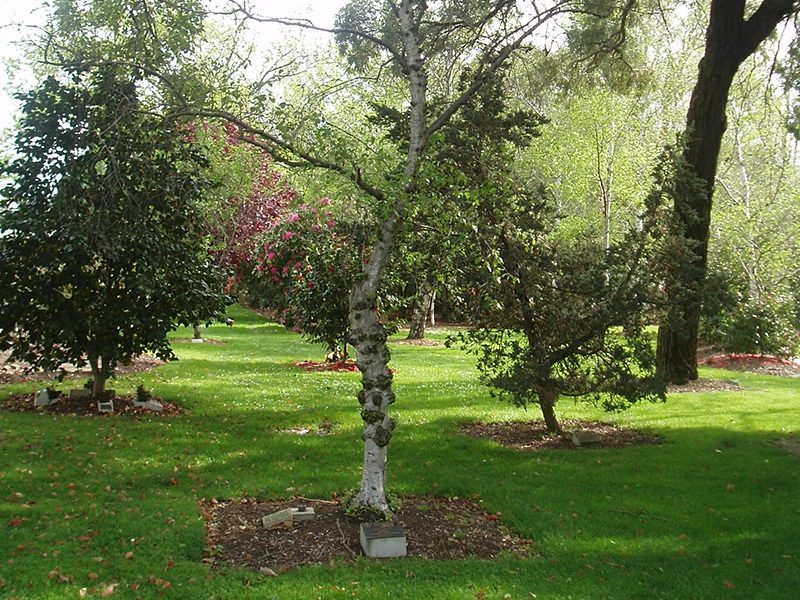 Tree Positions - Springvale Botanical Cemetery
