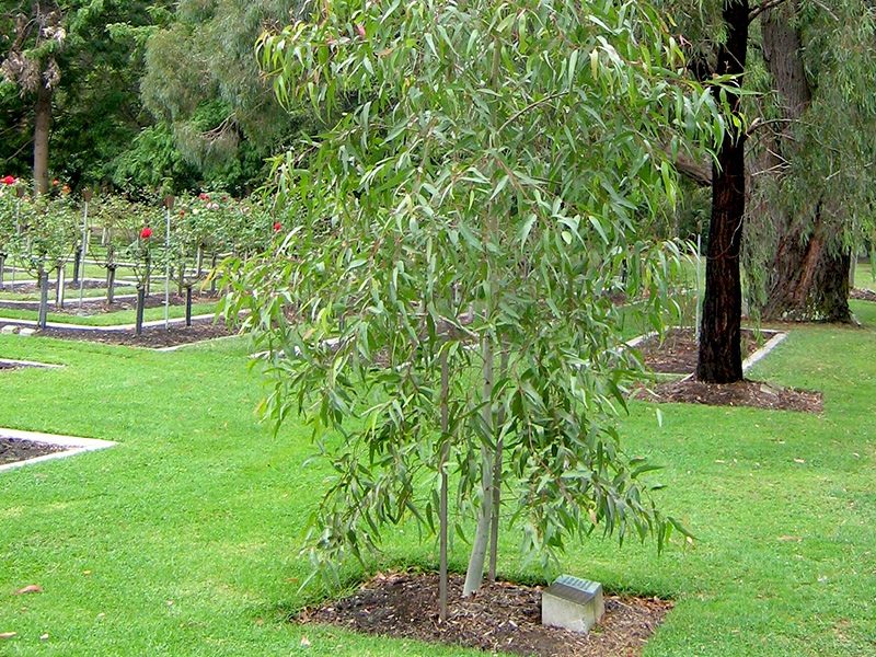Tree Positions - Springvale Botanical Cemetery