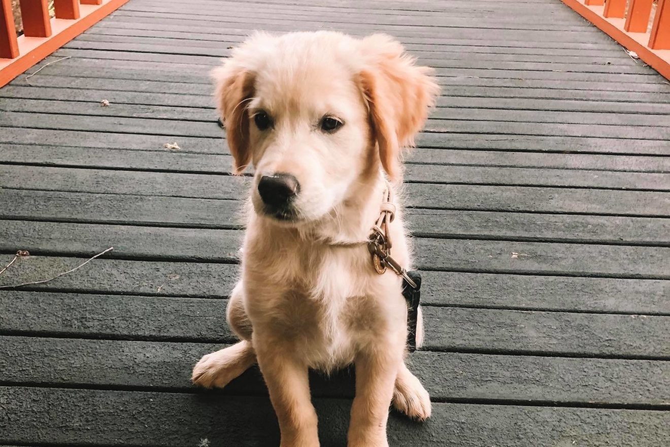 A golden retriever puppy sits on a pedestrian bridge at Springvale Botanical Cemetery