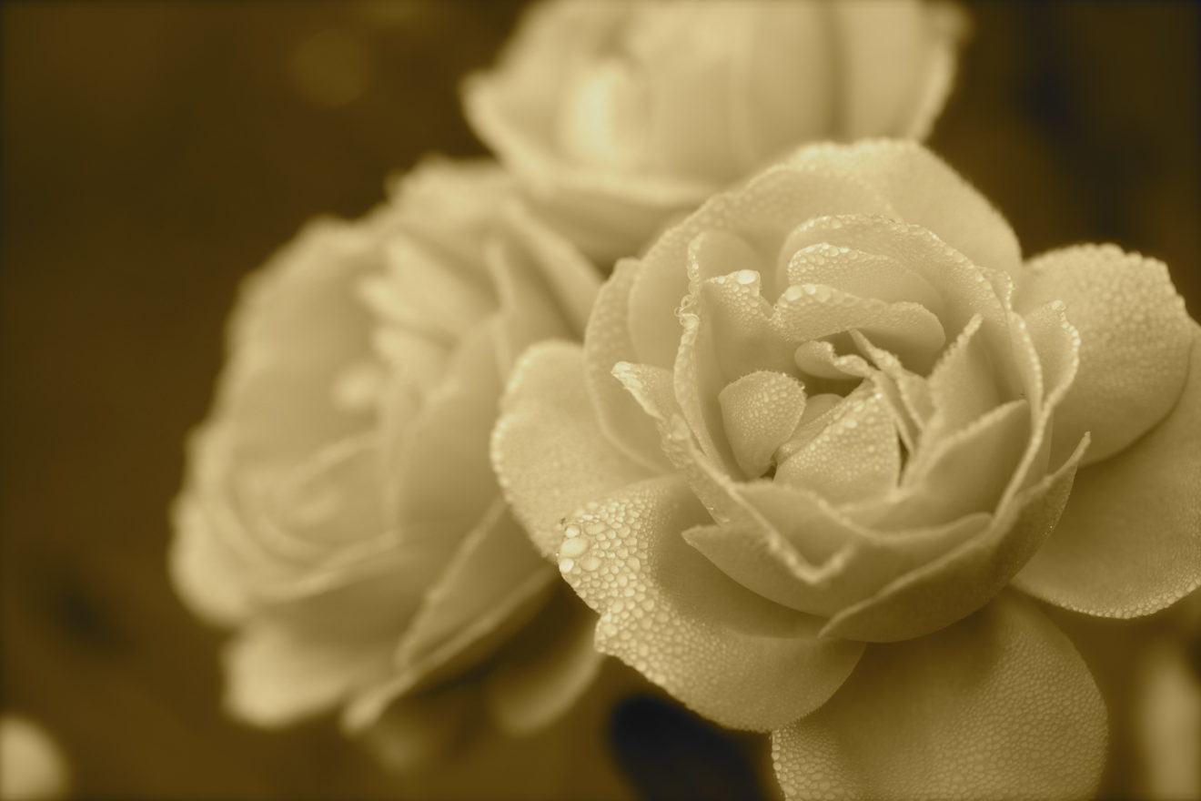 close up of white rose