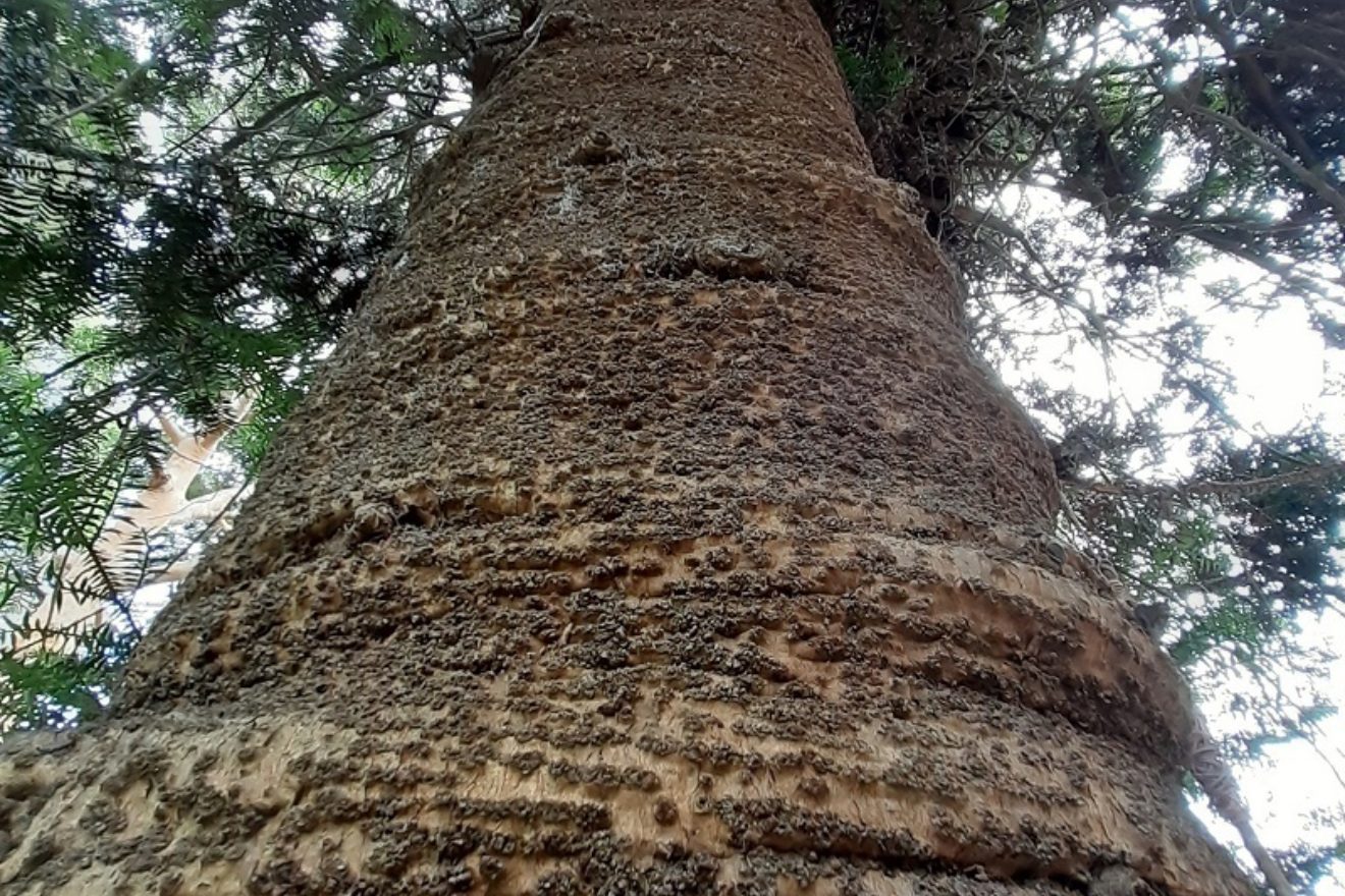 bunya pine main drive 1900s planted