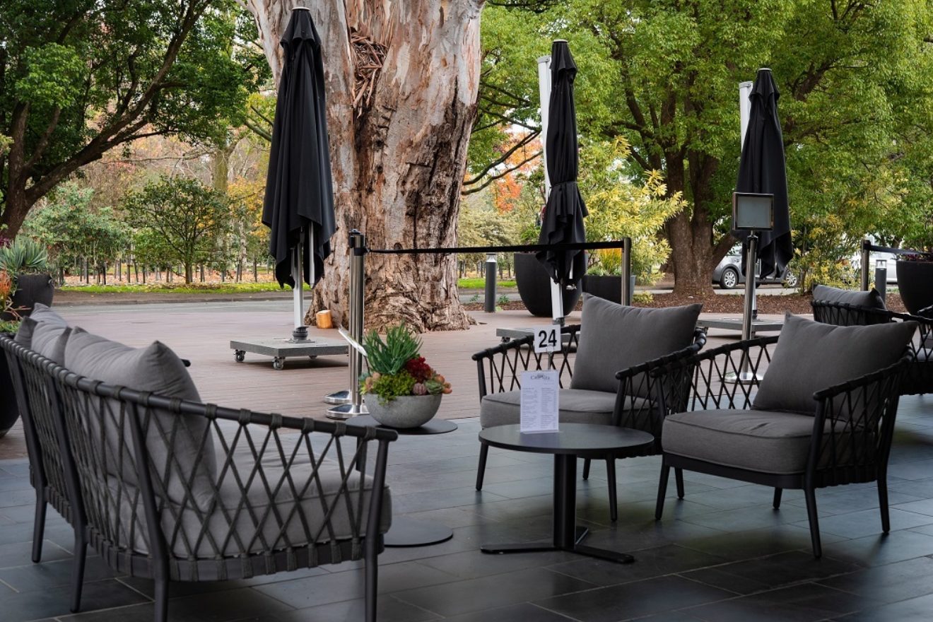 oldest eucalypt 300 year old deck cafe flooding
