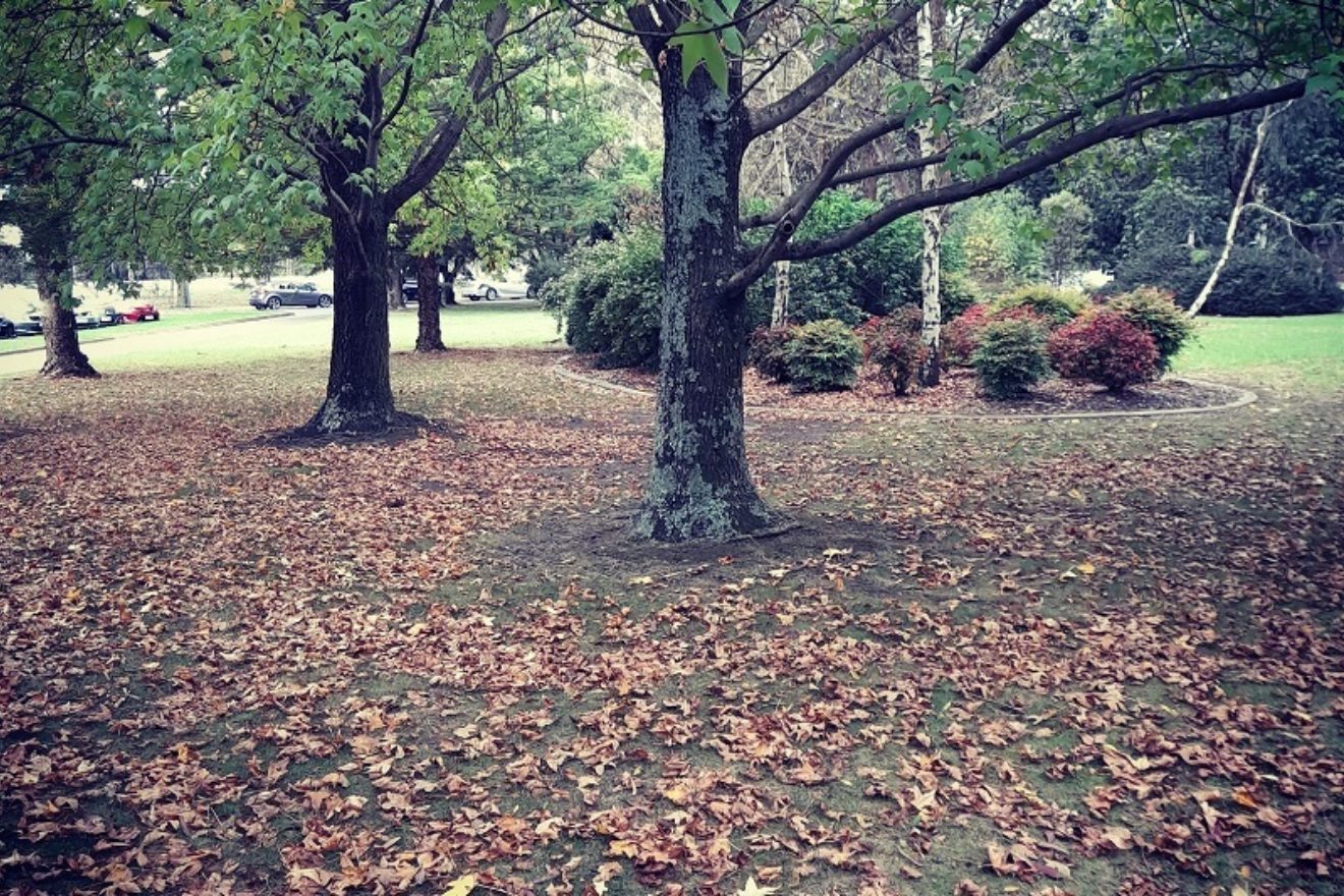 autumn leaves deciduous brown leaves chlorophyll