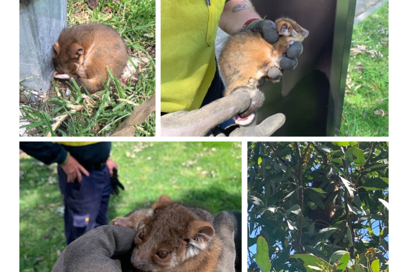 A collage of images of the possum discovered by Bunurong Memorial Park staff
