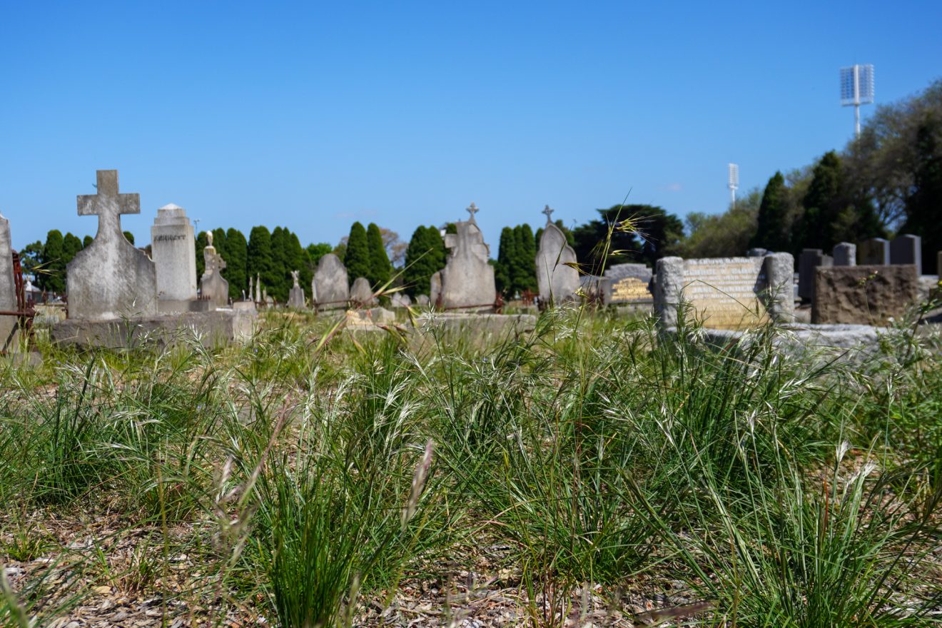 Project Cultivate plants established and thriving at Melbourne General Cemetery.