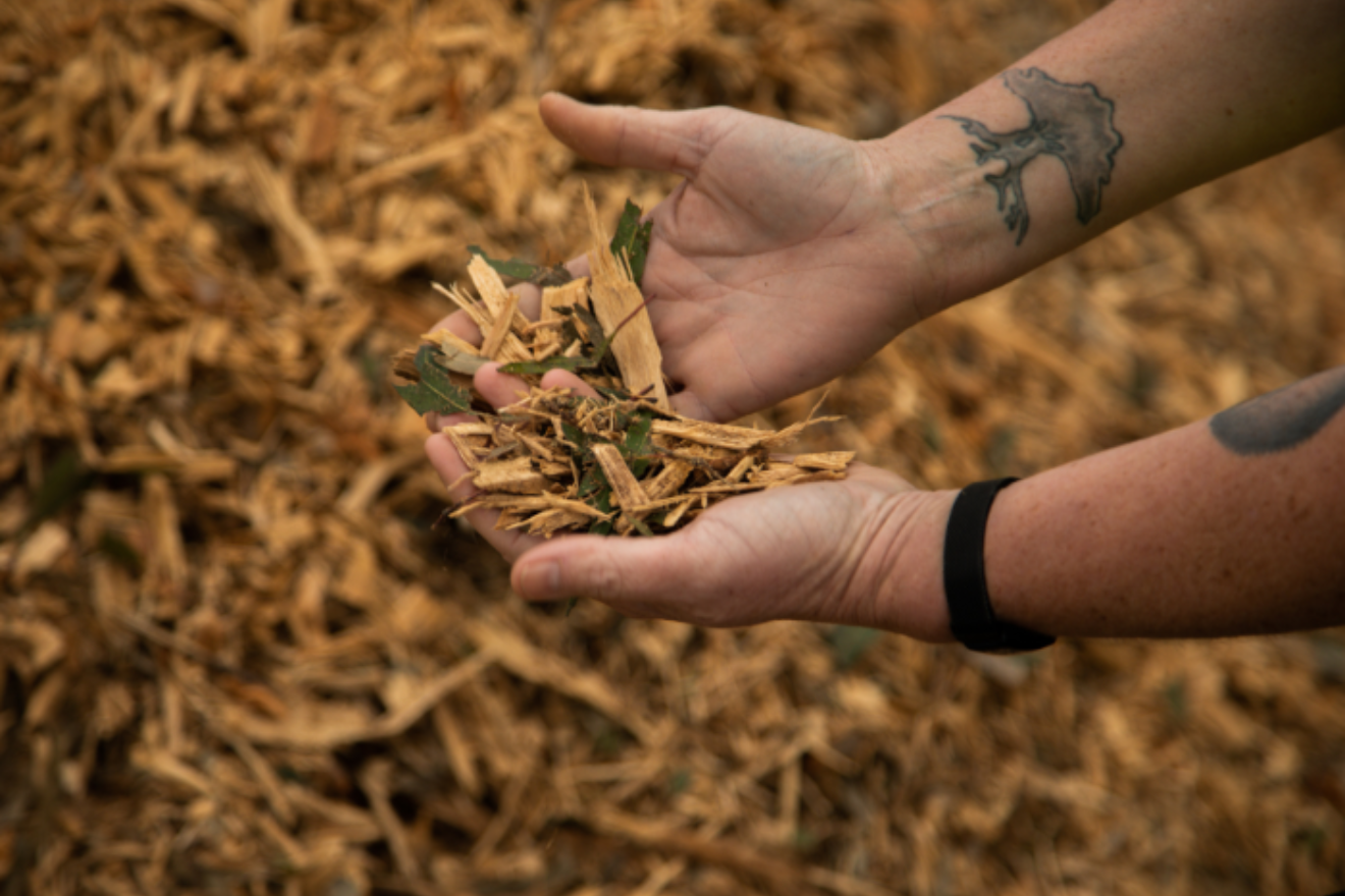 A pair of hands cupped together hold a handful of mulch in front of a background of mulch spread across the ground.