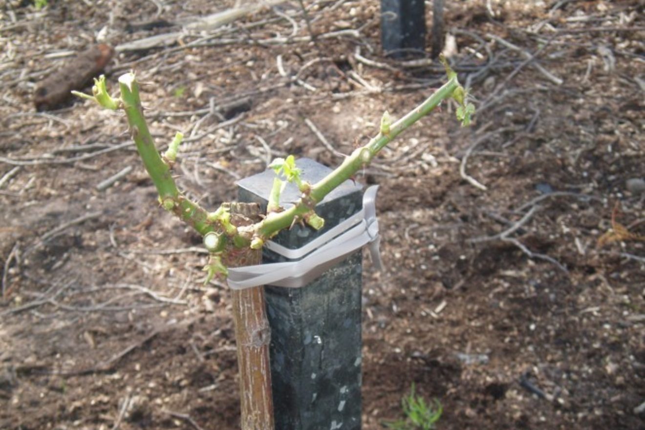 rose sapling tied to stake
