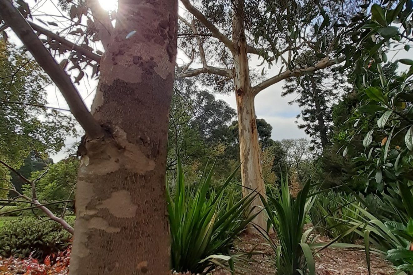 sugar gum sibling planted native farming days necropolis