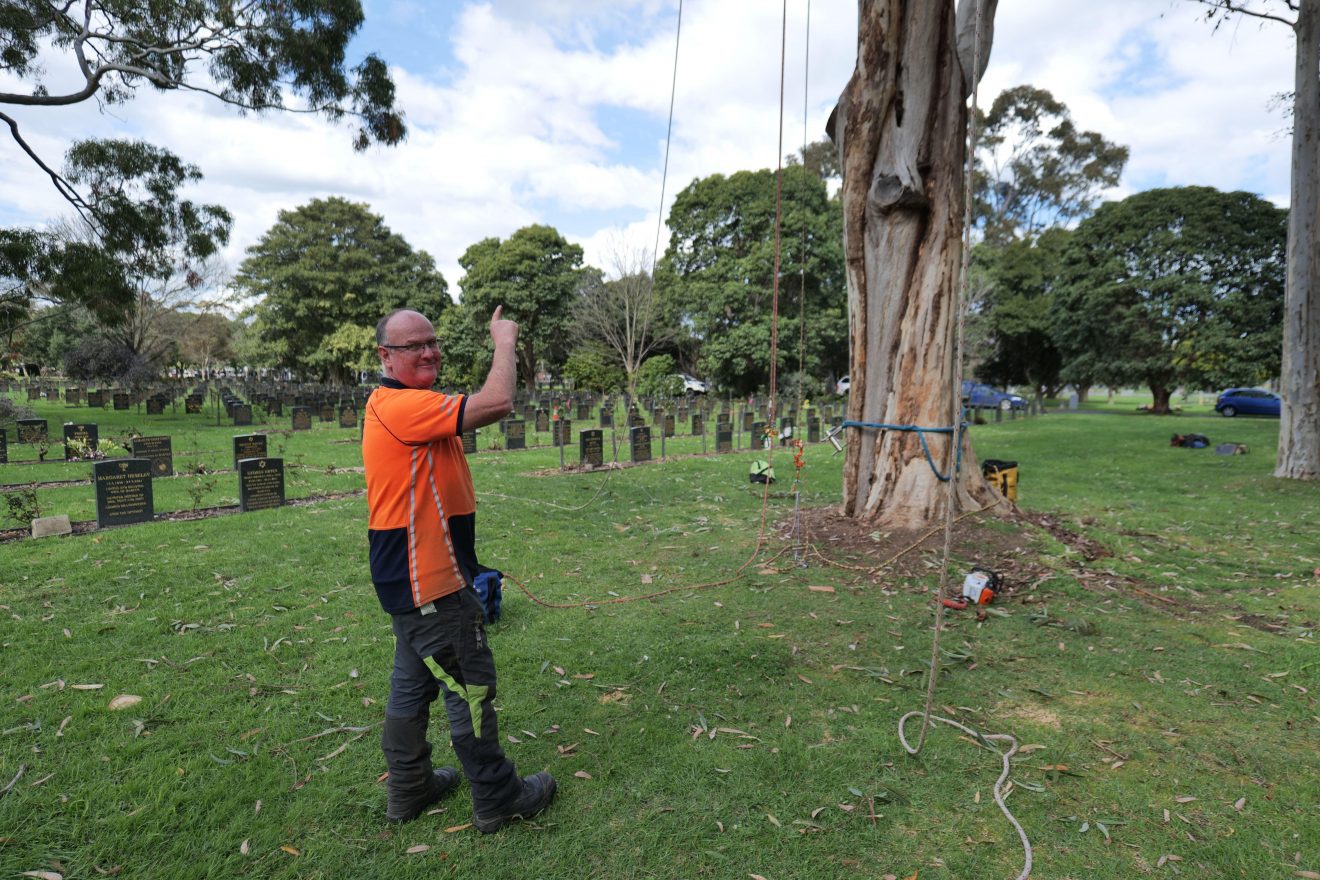 A man in a high-vis short pointing at a tree.