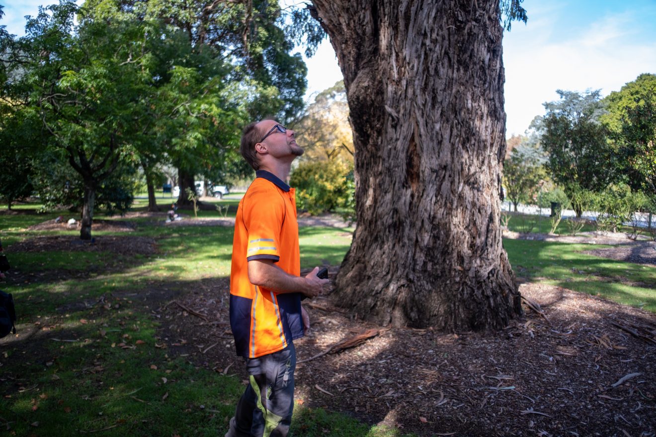 A man in a high-vis shirt looking up at a tree.