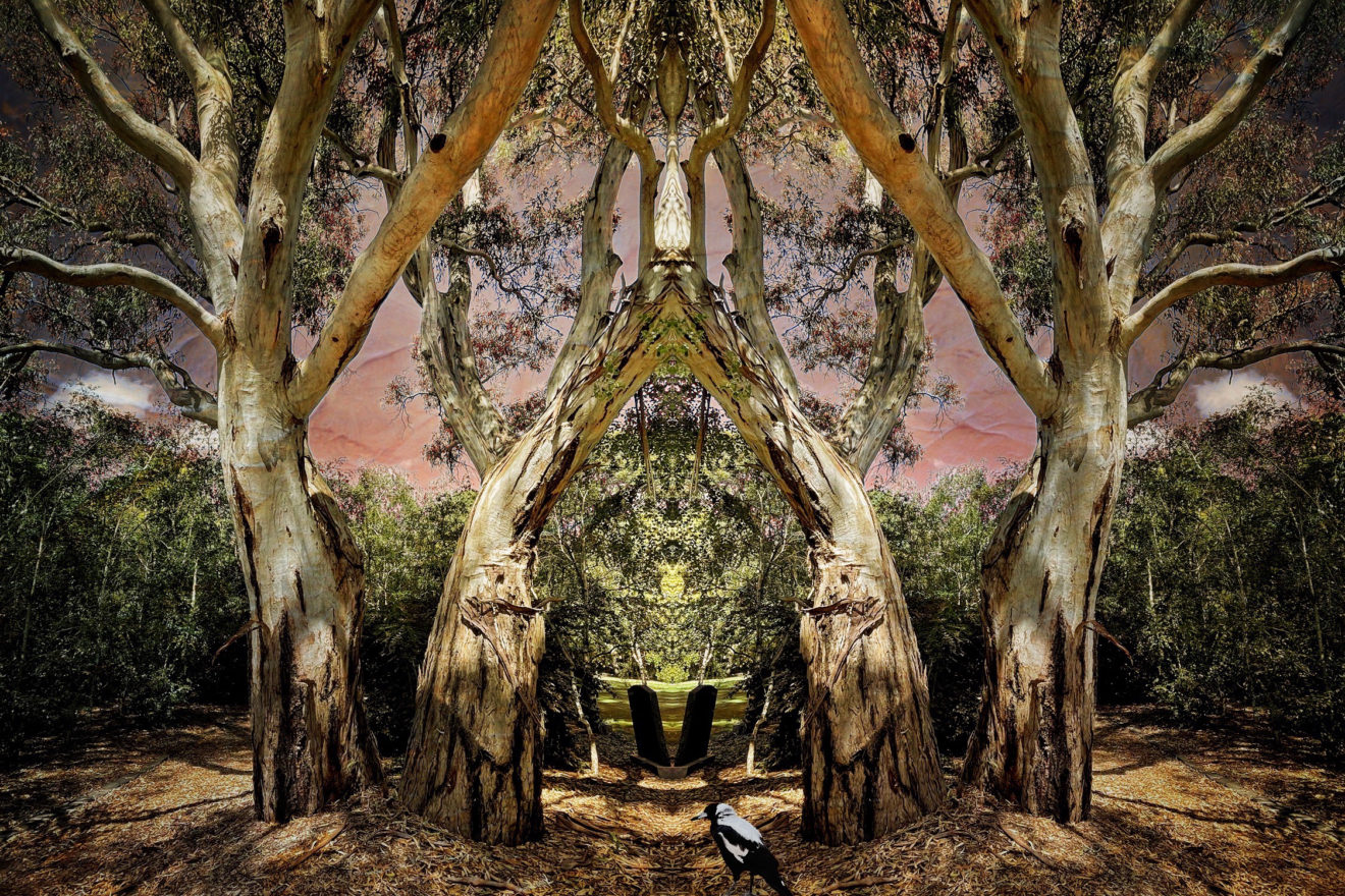 An original photograph from artist Vanja Radisic entitled 'We'll be together forever in the temple of gum trees and magpies'