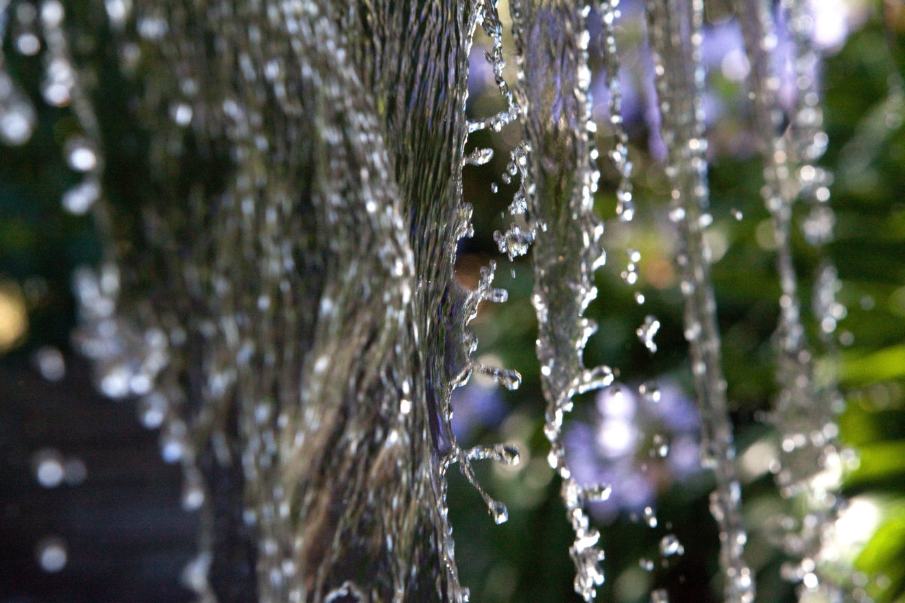 A photograph of rain dripping off the leaves of a tree at Springvale Botanical Cemetery.