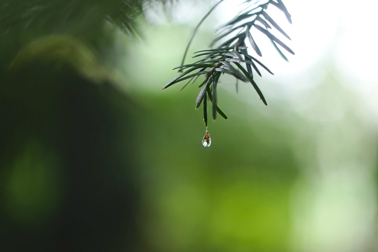 water dripping from tree