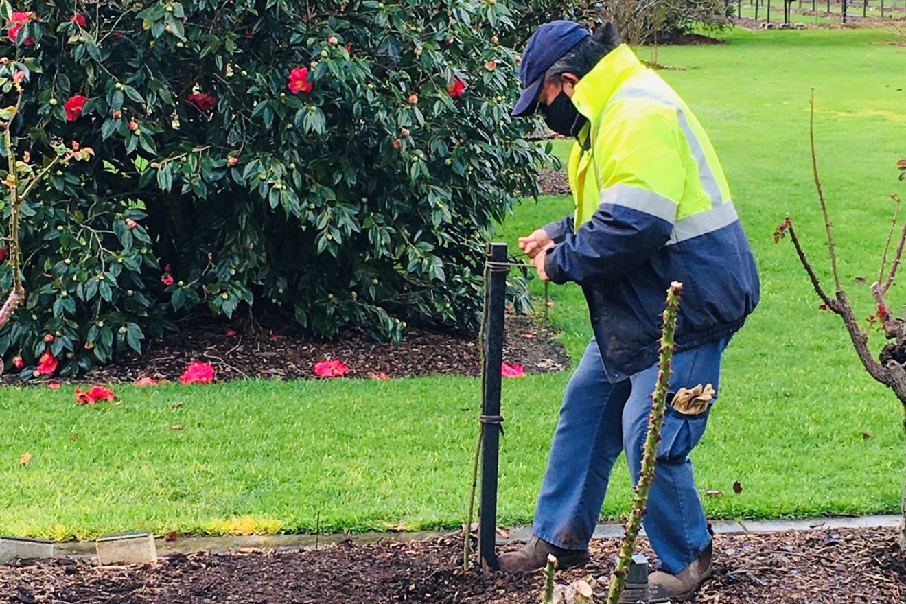rosarian plants stake into soil
