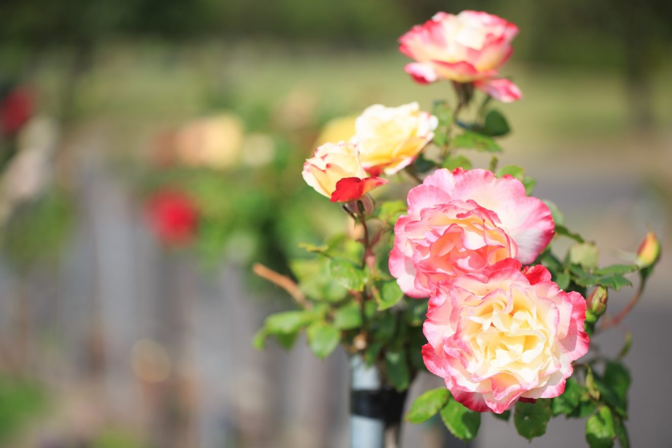 roses in line with stakes and ties