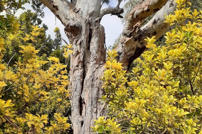 trees in the environment