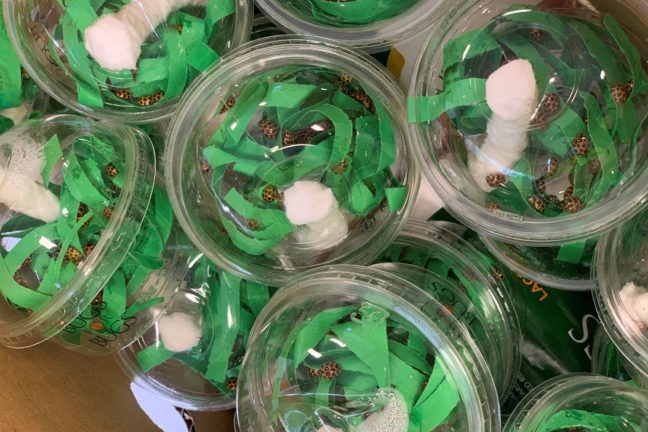 A photograph of ladybugs in clear containers, ready to be released onto SMCT grounds to help control the aphid population