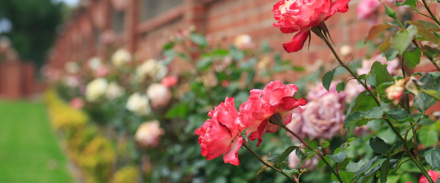 a row of roses by a brick fence